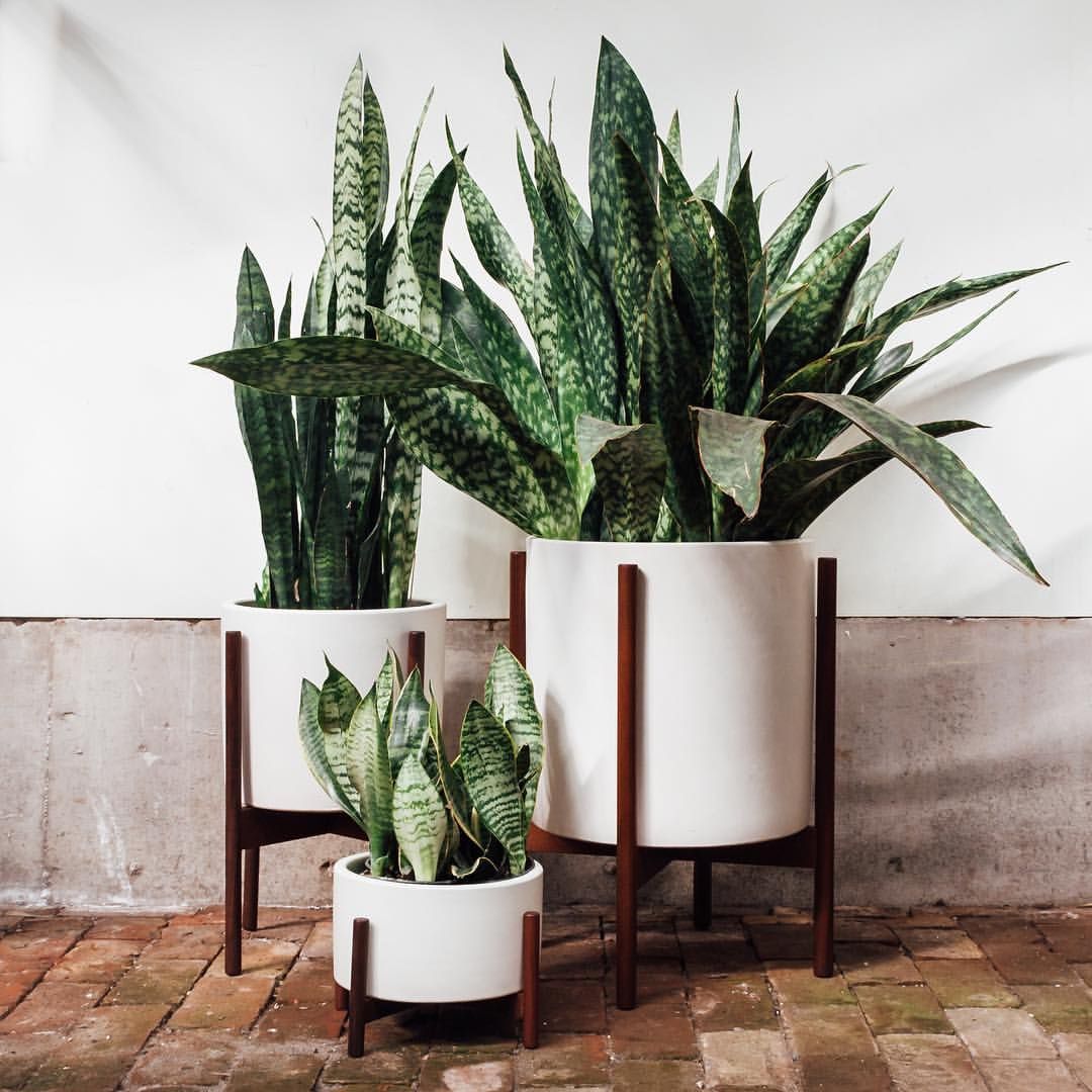 Summer Home Hack- The Houseplants That'll Change the Game_1
