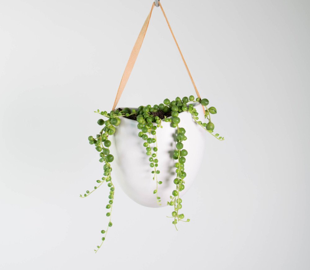 Summer Home Hack- The Houseplants That'll Change the Game_1
