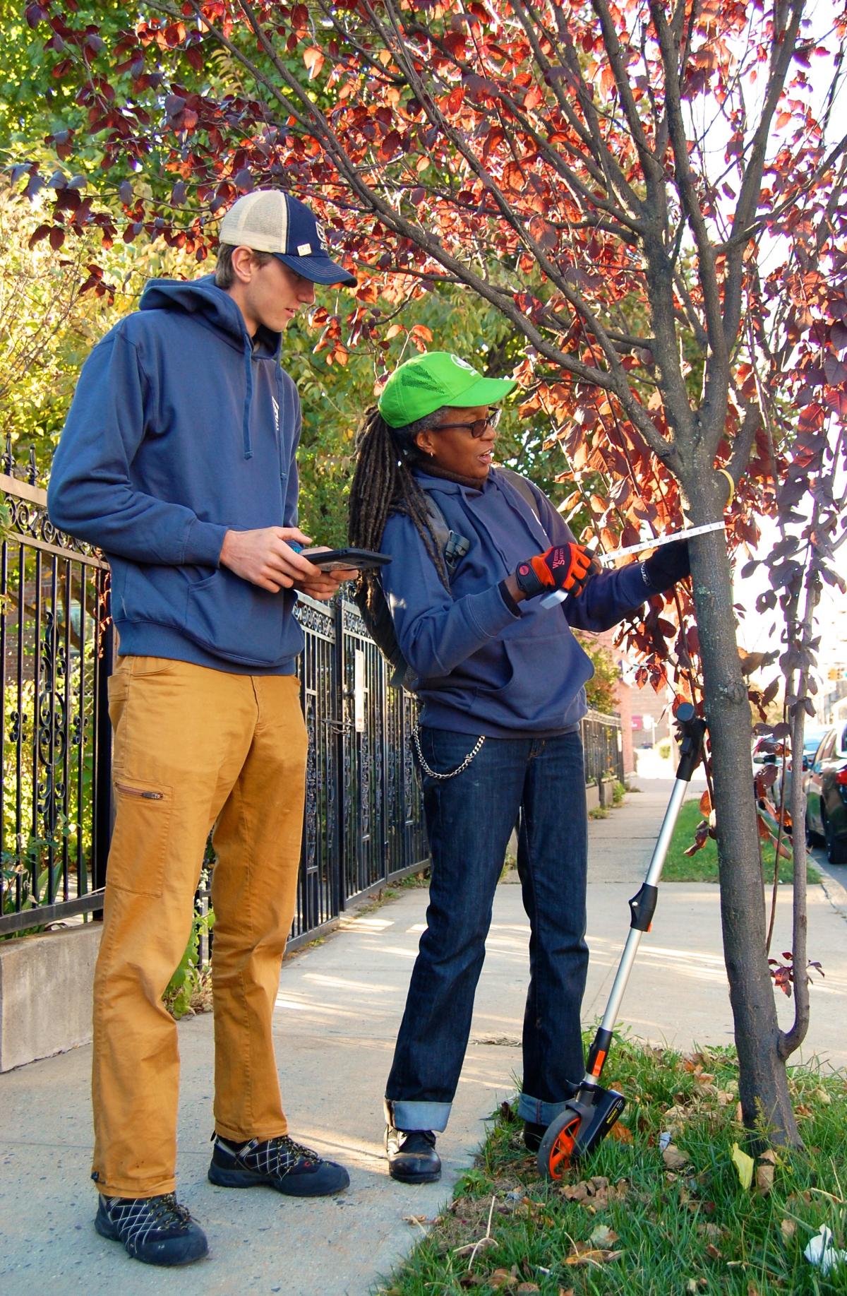 New York city has street trees all cataloged new york New York: city has street trees all cataloged New York city has street trees all cataloged 1