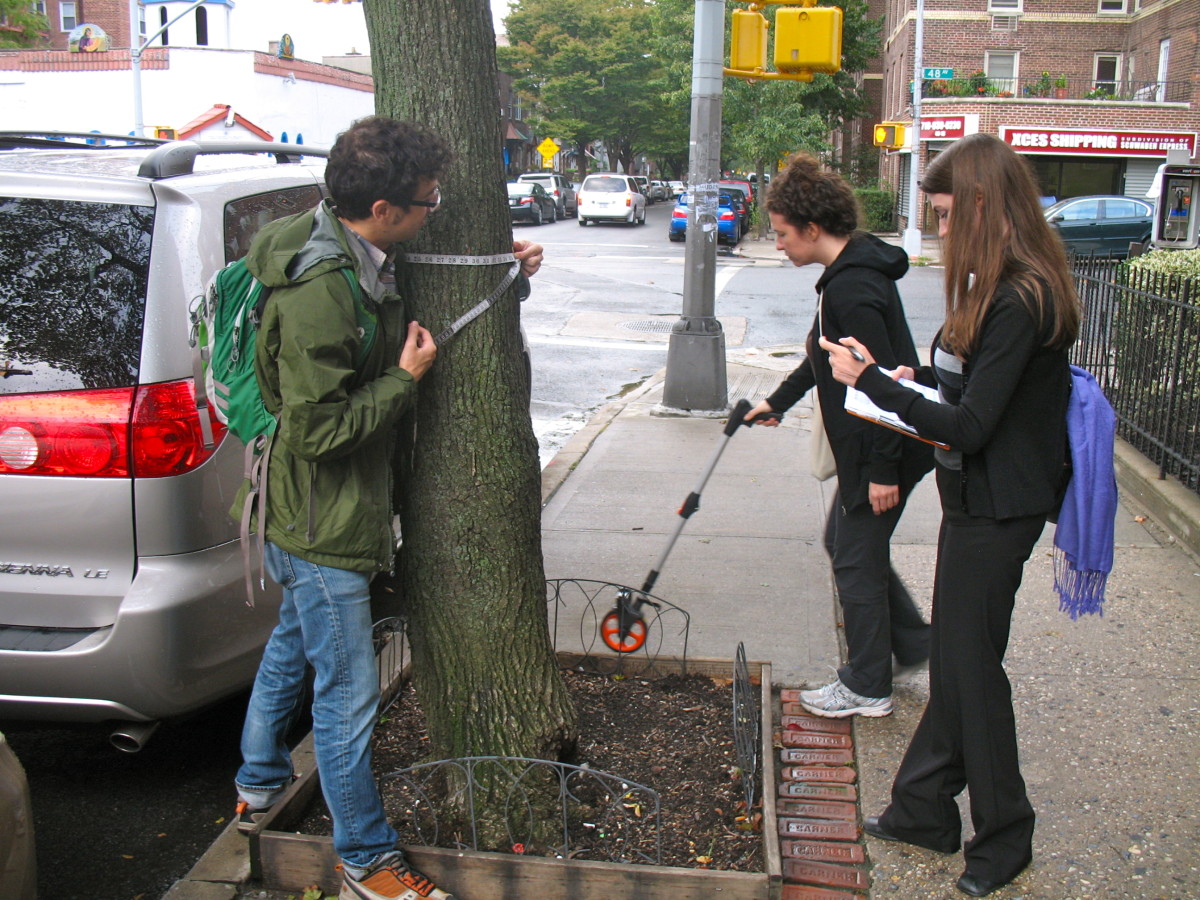 New York city has street trees all cataloged new york New York: city has street trees all cataloged New York city has street trees all cataloged 2