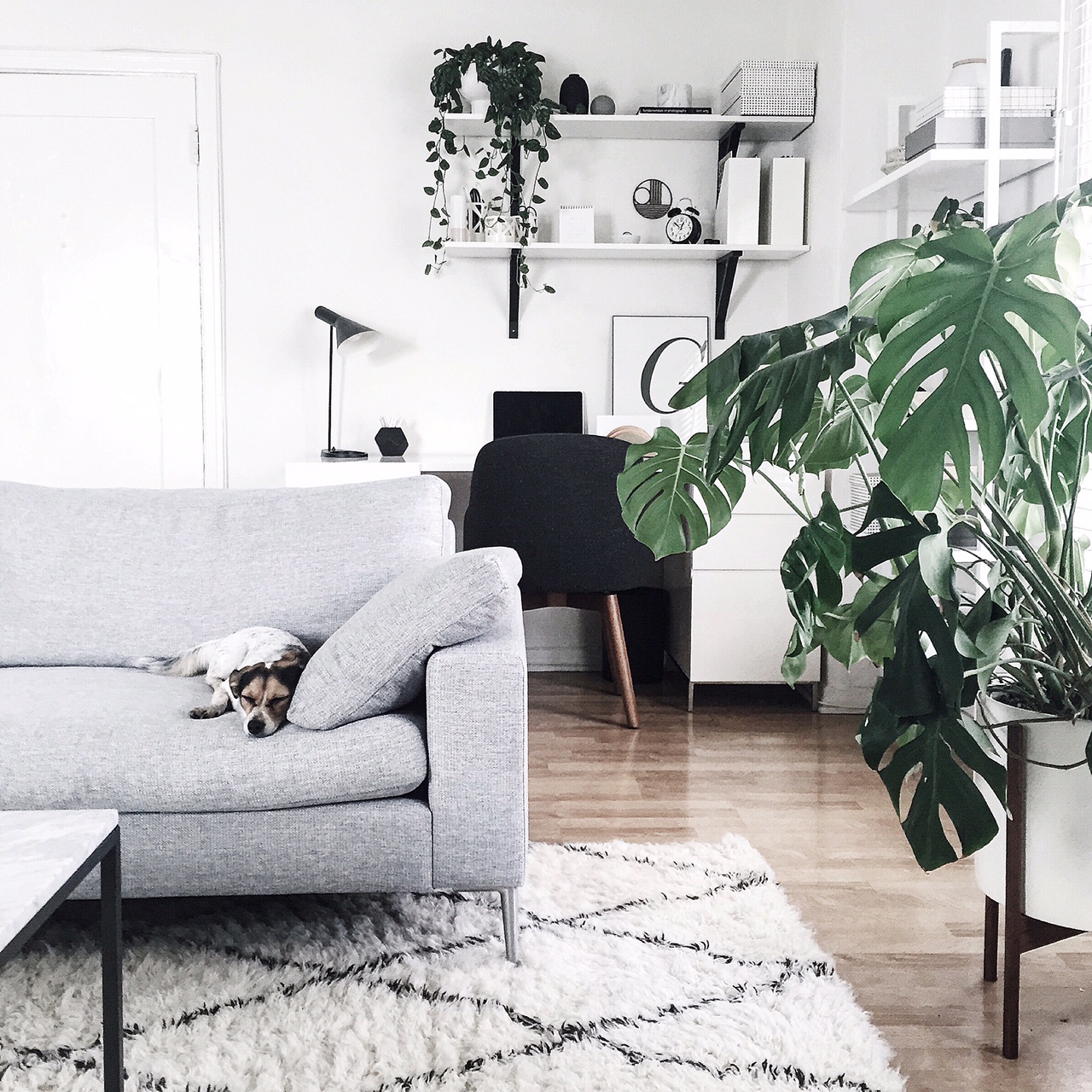 Microtrends: monstera in the interior microtrends Microtrends: monstera in the interior Microtrends monstera in the interior 1