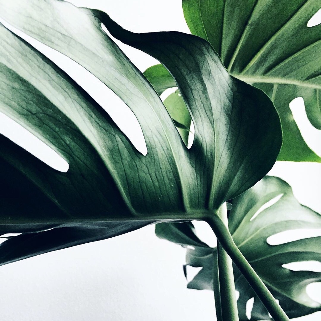 Microtrends: monstera in the interior microtrends Microtrends: monstera in the interior Microtrends monstera in the interior