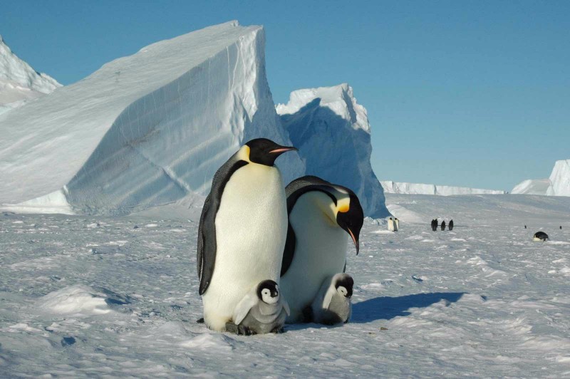 Meet the most exclusive hotel in the world Whichaway Camp, Antartica_5 whichaway camp Meet the most exclusive hotel in the world: Whichaway Camp, Antartica Meet the most exclusive hotel in the world Whichaway Camp Antartica 5