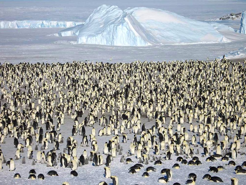 Meet the most exclusive hotel in the world Whichaway Camp, Antartica_6 whichaway camp Meet the most exclusive hotel in the world: Whichaway Camp, Antartica Meet the most exclusive hotel in the world Whichaway Camp Antartica 6
