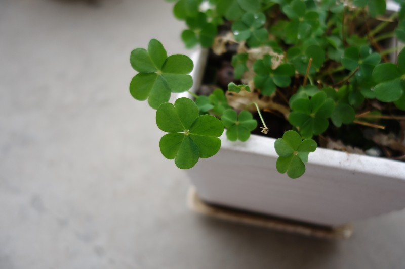 Some Tips to Help You Figuring Out 2018 St Patrick's Day Decoration st patrick's day decoration Some Tips to Help You Figuring Out 2018 St Patrick’s Day Decoration Some Tips to Help You Figuring Out 2018 St Patricks Day Decoration 9