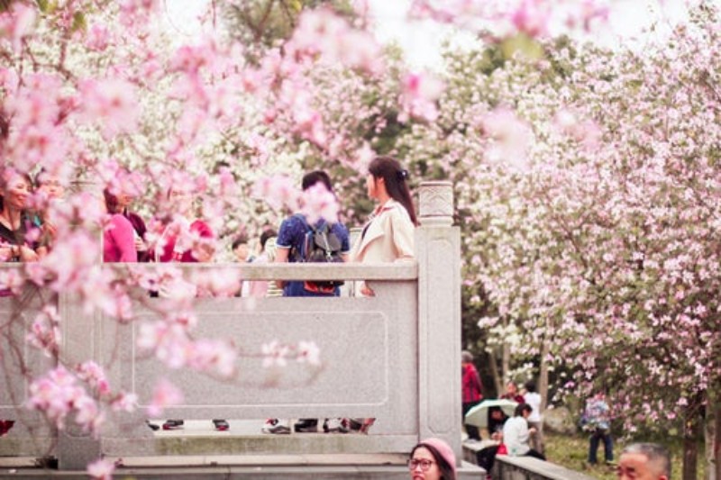 photo-1519295526349-b5fb103d920b photo-1519295526349-b5fb103d920b cherry blossom festival cherry blossom festival Discover Japanese Design With The Cherry Blossom Festival photo 1519295526349 b5fb103d920b